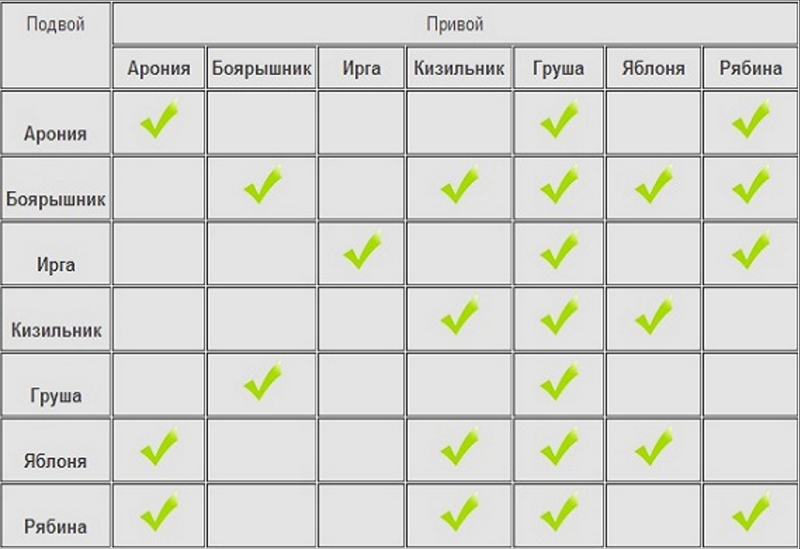 Таблица совместимости привоя и подвоя плодовых культур