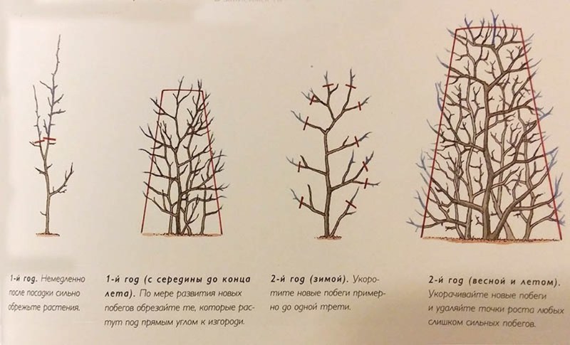 Схема формирующей обрезки живой изгороди