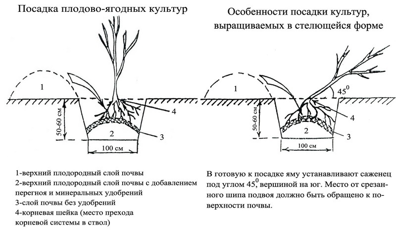 На каком расстоянии от сосны можно сажать плодовые деревья 1