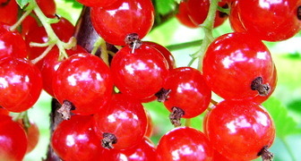 Можно ли употреблять перезревшие плоды красной смородины?