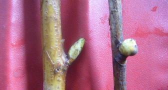 Почковый клещ (лат. Cecidophyopsis ribis)