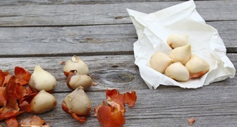 Высаживаем цветочные луковицы тюльпанов