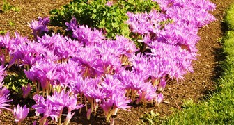 Яркие цвет ыбезвременника осенью