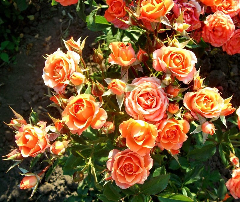 Розы Садовые Фото