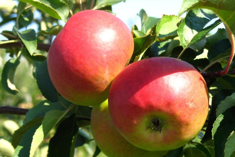 Сорт яблок мельба: спелые плоды