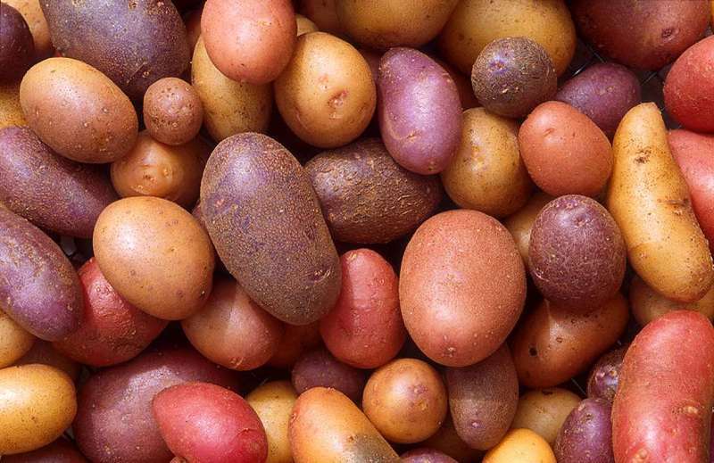 Средние Сорта Картофеля Фото И Описание