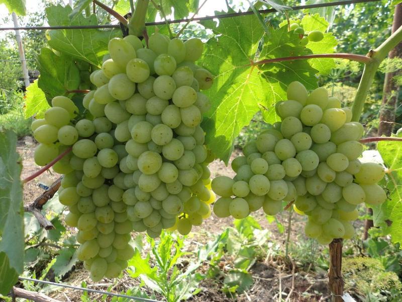 Выращивание винограда на Урале в открытом грунте
