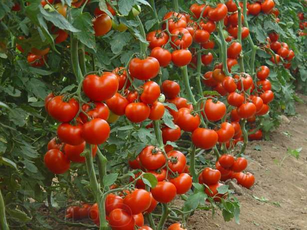 Как получить рассаду помидор из семян