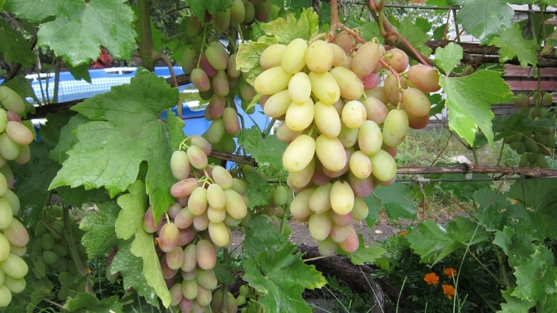 Сроки сбора винограда время сбора урожая винограда