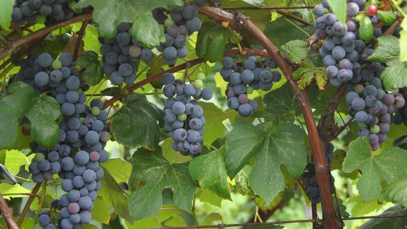 Уход за виноградом для начинающих в картинках пошагово