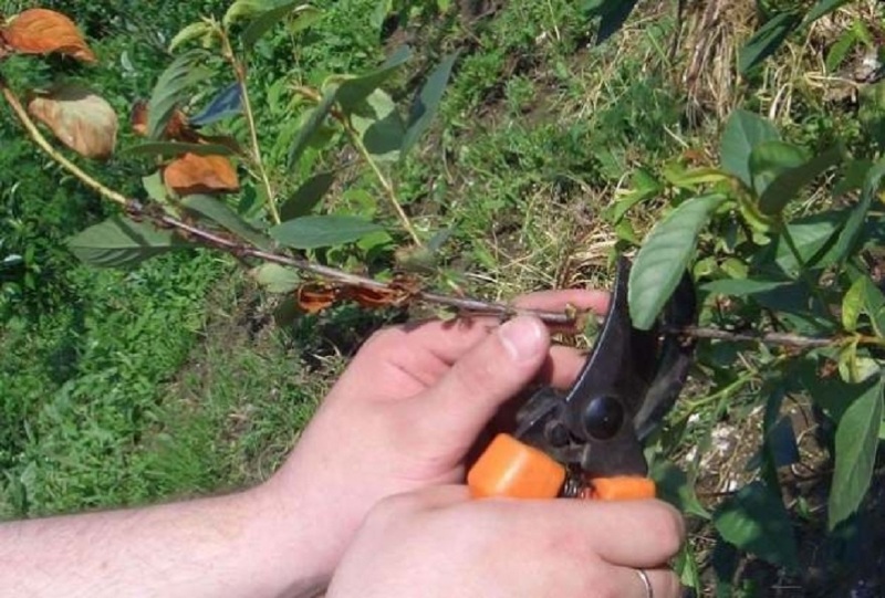 Обрезка кустовой вишни после сбора урожая