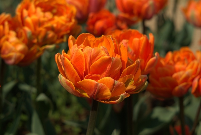 Когда выкапывать тюльпаны, надо ли выкапывать тюльпаны каждый год после цветения, как хранить луковицы тюльпанов до посадки