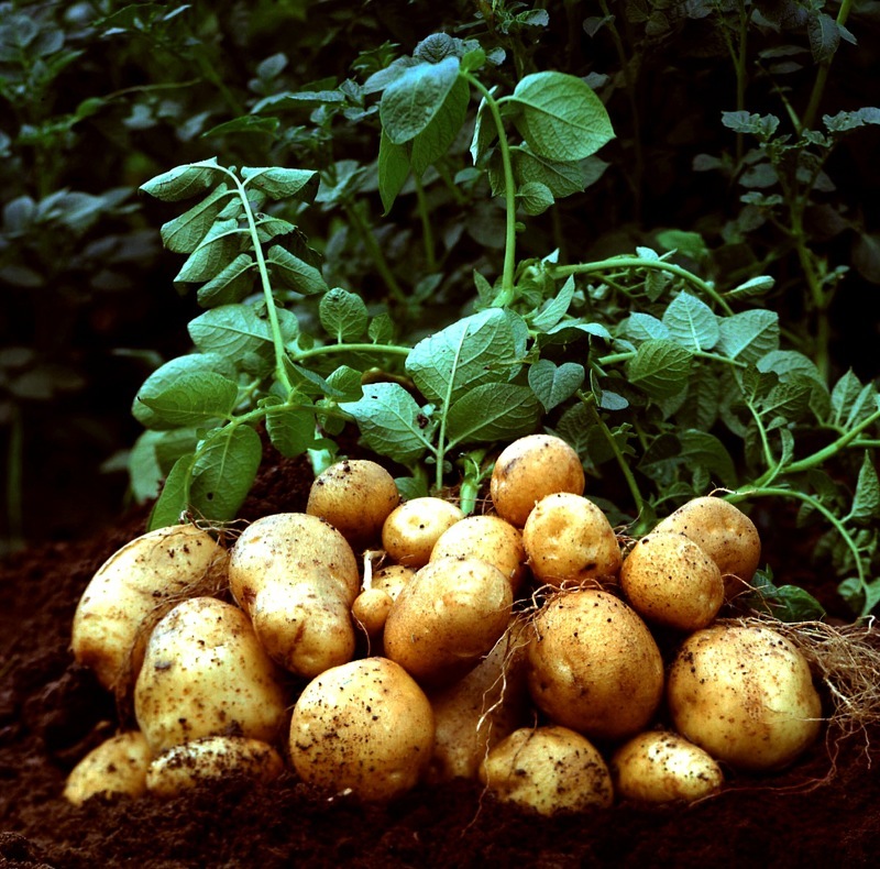 Чем подкормить картофель перед цветением, во время цветения и во время окучивания