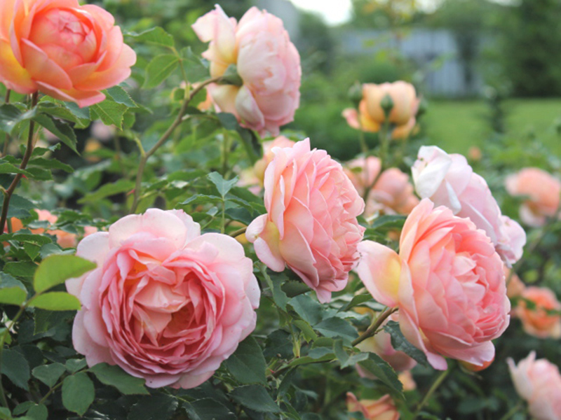 Почвопокровные Розы Сорта Фото
