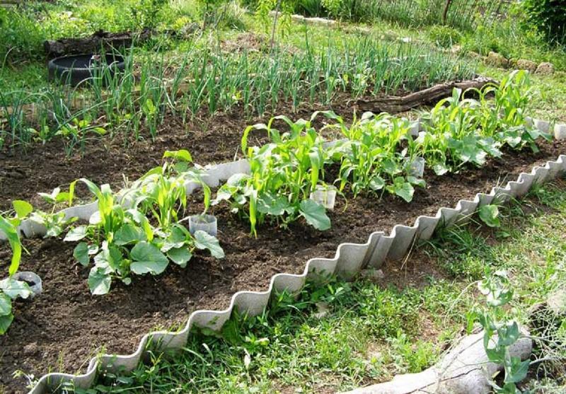 Секреты и хитрости огородников для хорошего урожая