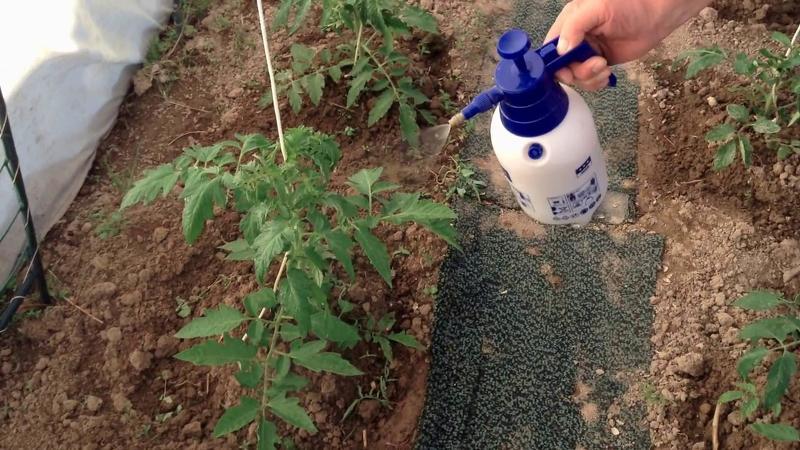 Как использовать йод в саду и огороде – инструкция по применению йода на участке