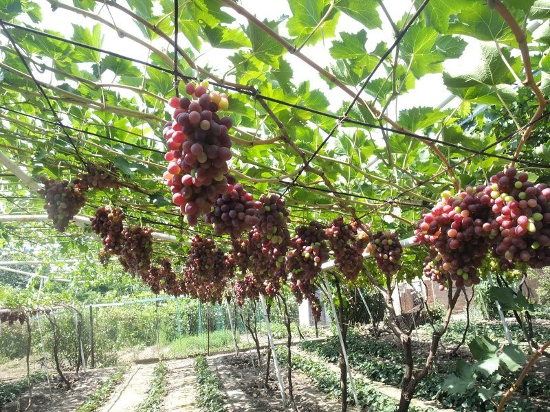 Укоренение черенков винограда в домашних условиях