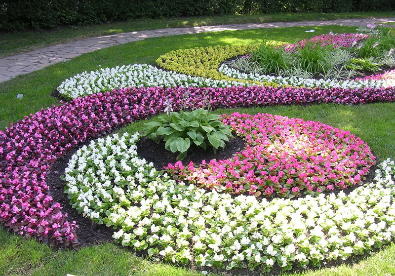 Цветы В Саду Фото