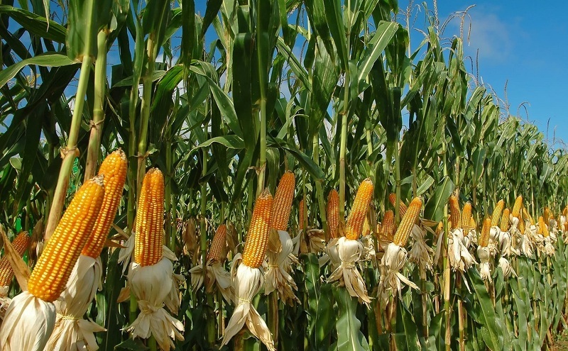 Ростки кукурузы