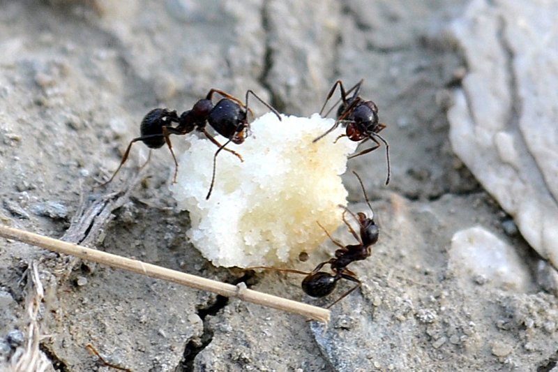 Манка от муравьев на даче