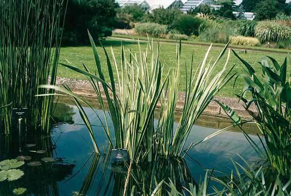 Аир обыкновенный (лат. Acorus calamus) у водоема