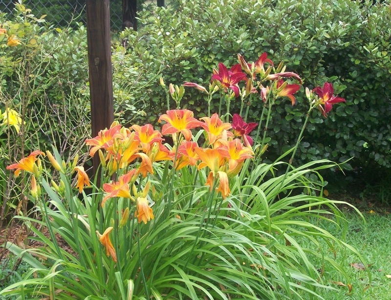 Американский гибрид - крупноцветковые оранжевые и красные лилии сорта Волонтер