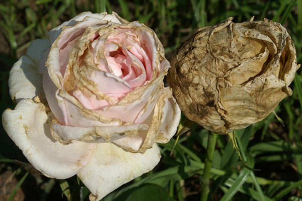 Плетистые розы выращивание и уход болезни thumbnail