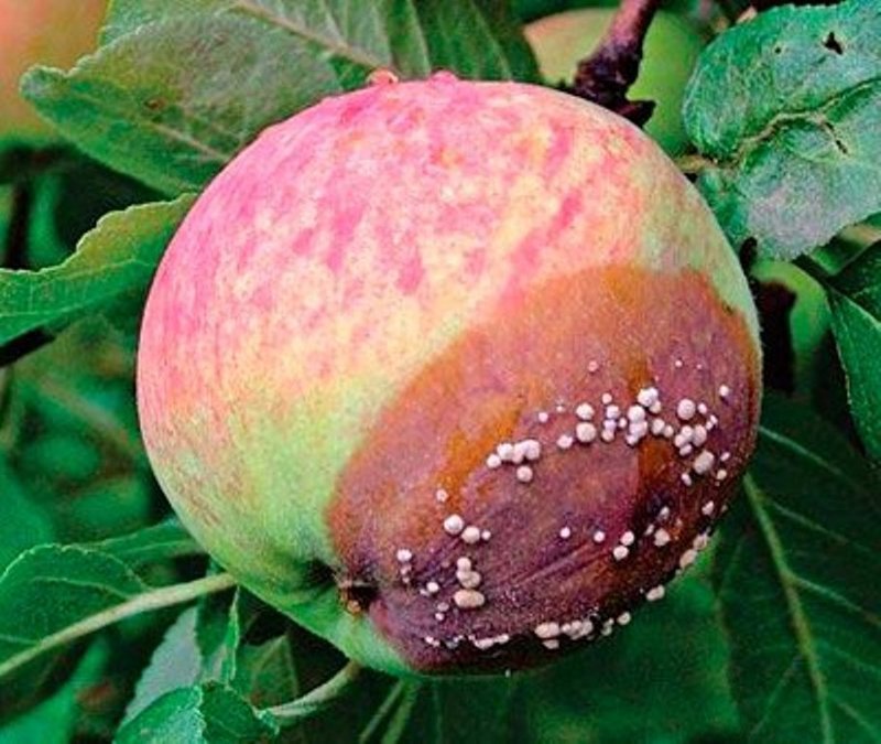 Болезни яблонь: плодовый монилиоз