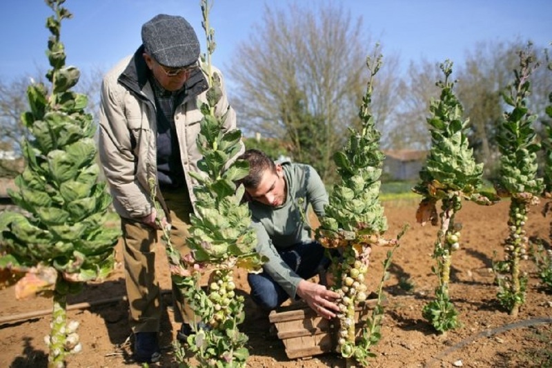 Уборка урожая брюссельской капусты