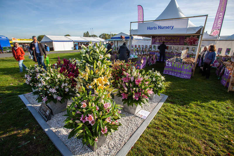 Выставка Осенняя Цветочная Фиеста на Malvern Autumn Show