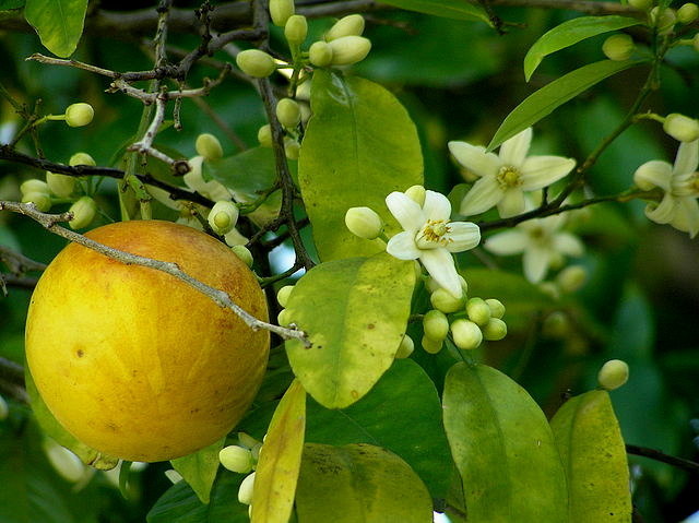Грейпфрут дерево в домашних условиях. Как вырастить грейпфрут из косточки дома. И будет ли он давать плоды?