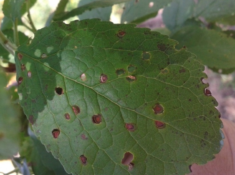 Дырчатая пятнистость - болезни листьев сливы и их лечение с фото
