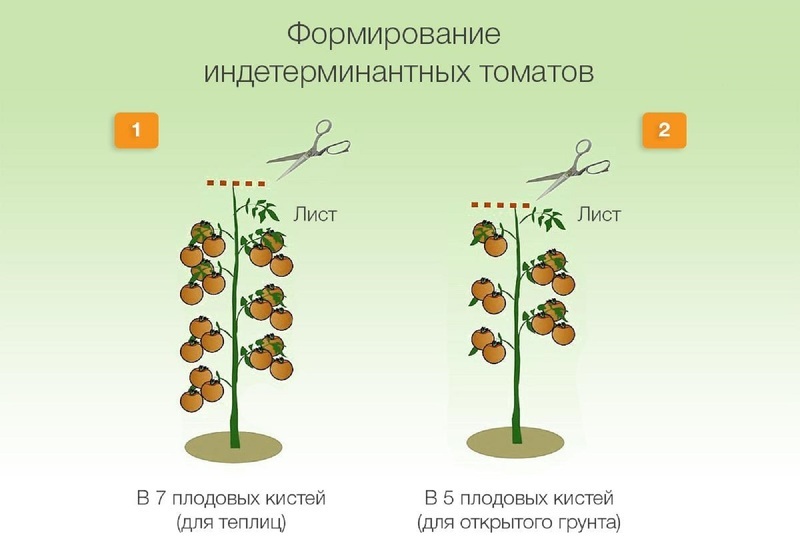 Формирование индетерминантных сортов томатов