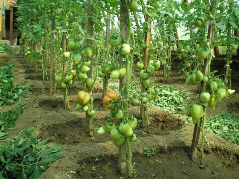 Выращивание помидоров без листвы - формирование томата по Гавришу
