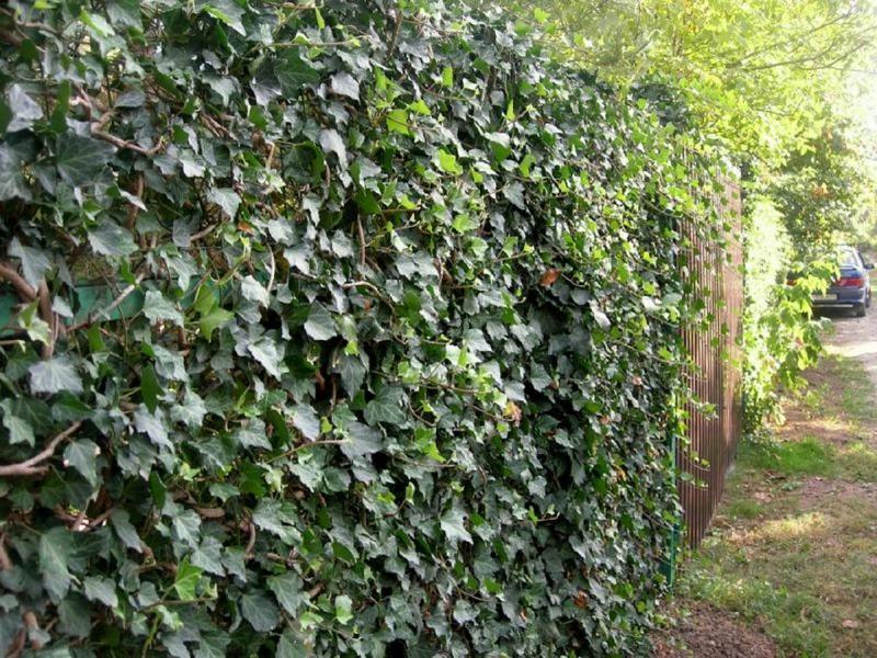 Зелёный забор и декор в одном флаконе: садовый плющ – мастер в украшении сада и двора