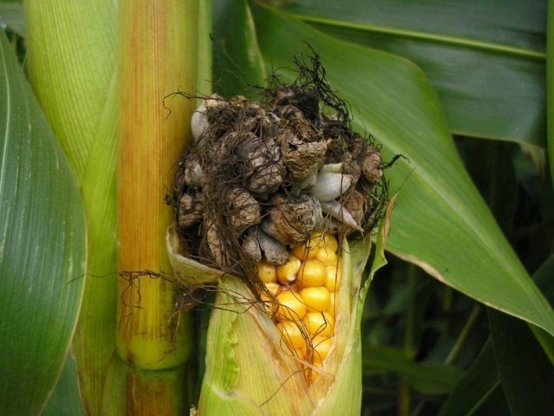 Кукурузная головня - опасное заболевание кукурузы, которое очень быстро распростроняется