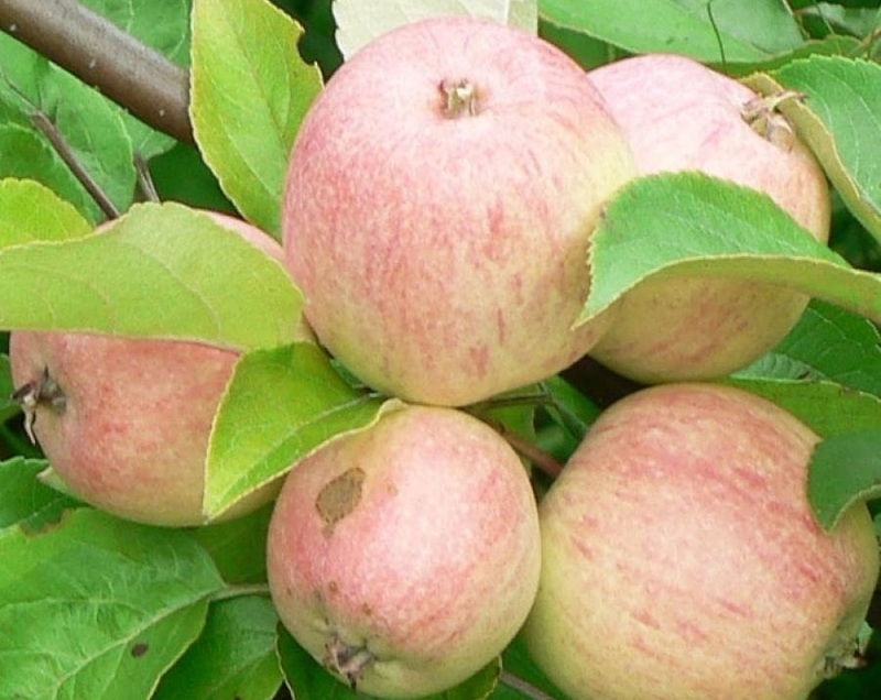 Летние сорта яблонь для Подмосковья, Московская грушовка