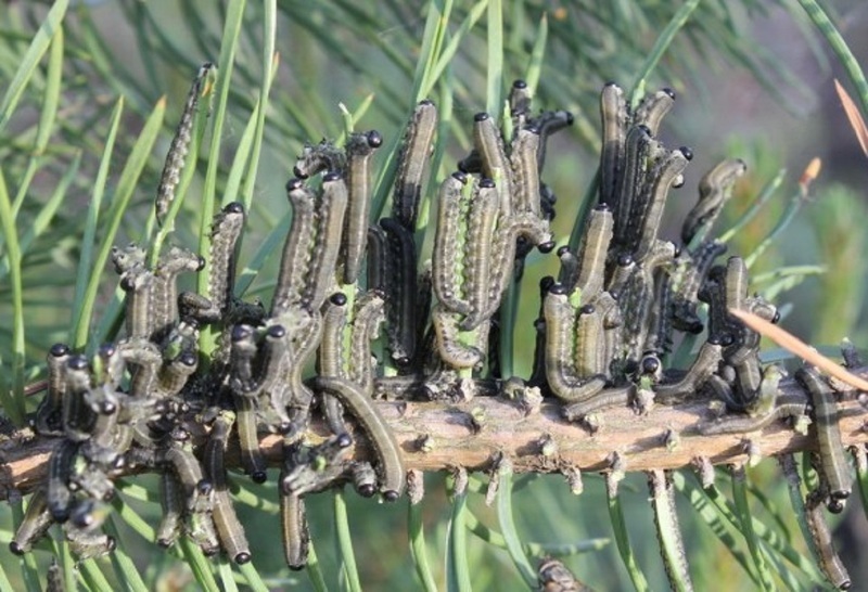 Гусеницы жука-пилильщика уничтожают хвою растения