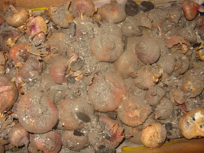 Убираем луковицы гладиолусов и сохраняем их здоровыми в золе