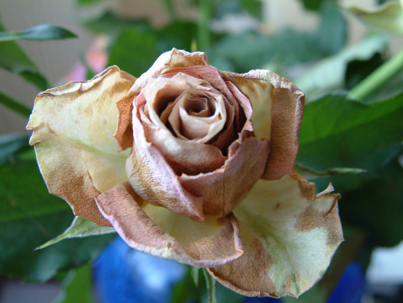 Ржавчина – одна из самых опасных болезней роз