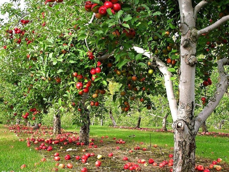 Как посадить яблоню весной правильно