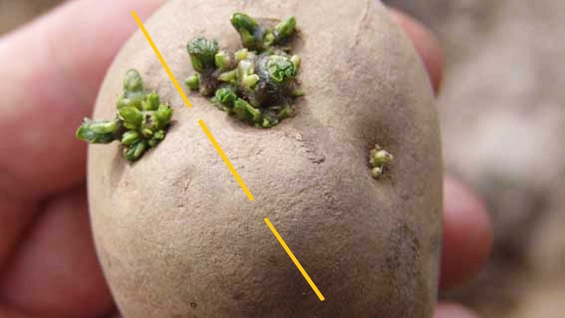 Как правильно резать клубни картофеля на посадку