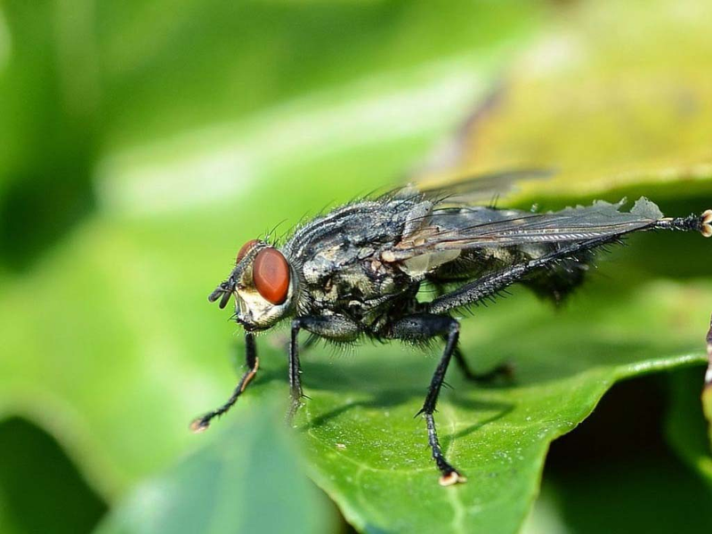 Капустная муха является переносчиком опасных вирусных заболеваний редиса