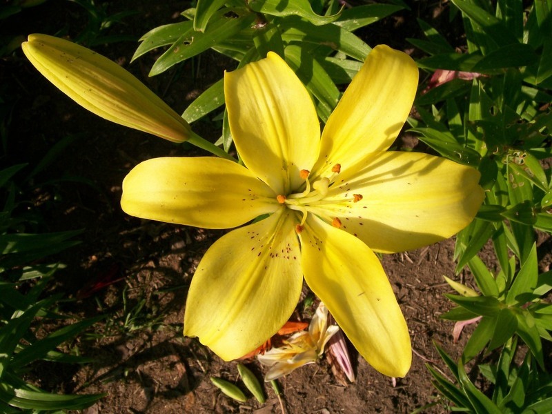 Кеб Даззл - высокорослый гибрид лилии с яркими цветками