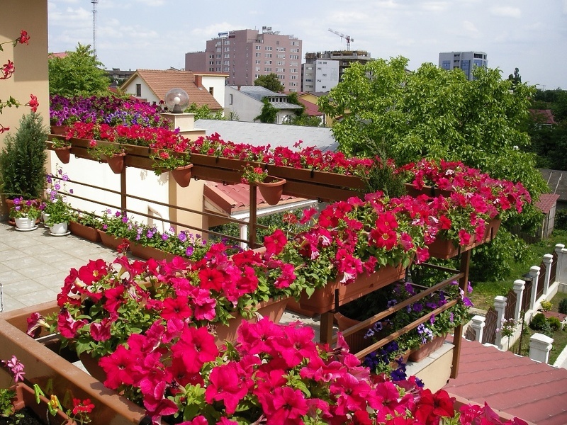 Клумбы и цветы на террасе