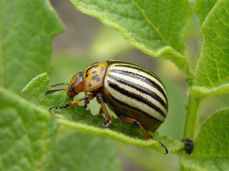 Колорадский жук - опасный вредитель огорода