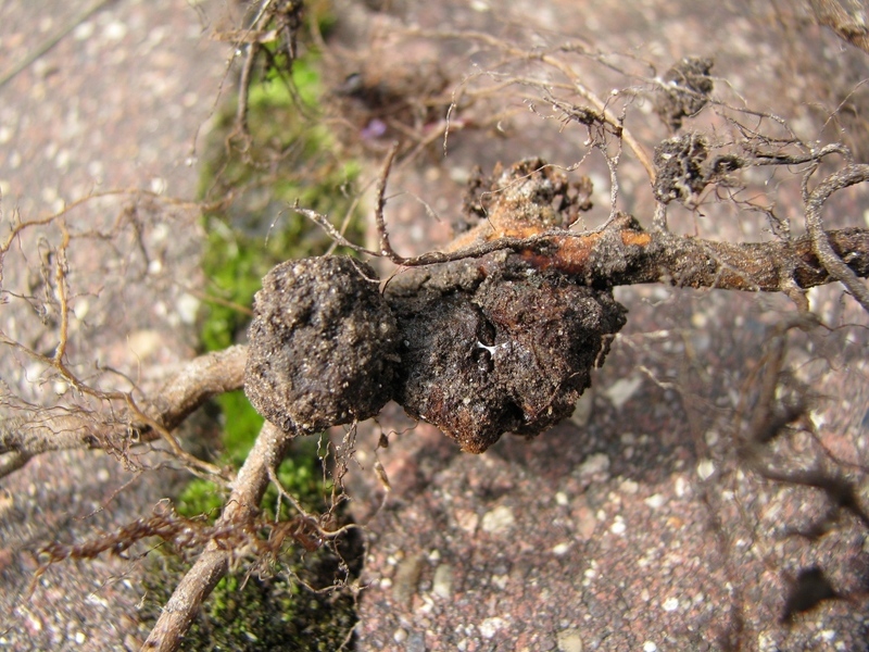 Корневой рак малины (лат. Diaporthe ambigua)