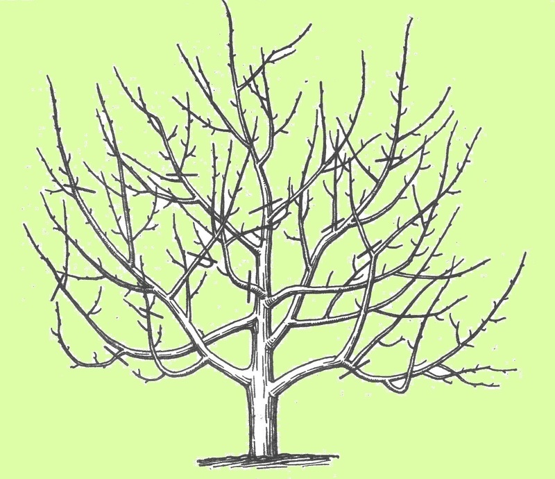 обрезка карликовых деревьев