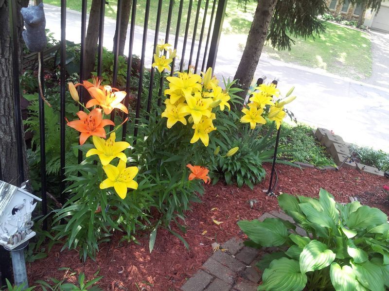 Лилии являются ярким украшением сада и важно правильно подобрать для них место