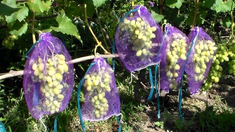 Мешочки для винограда - красивая и эффективная защита от ос